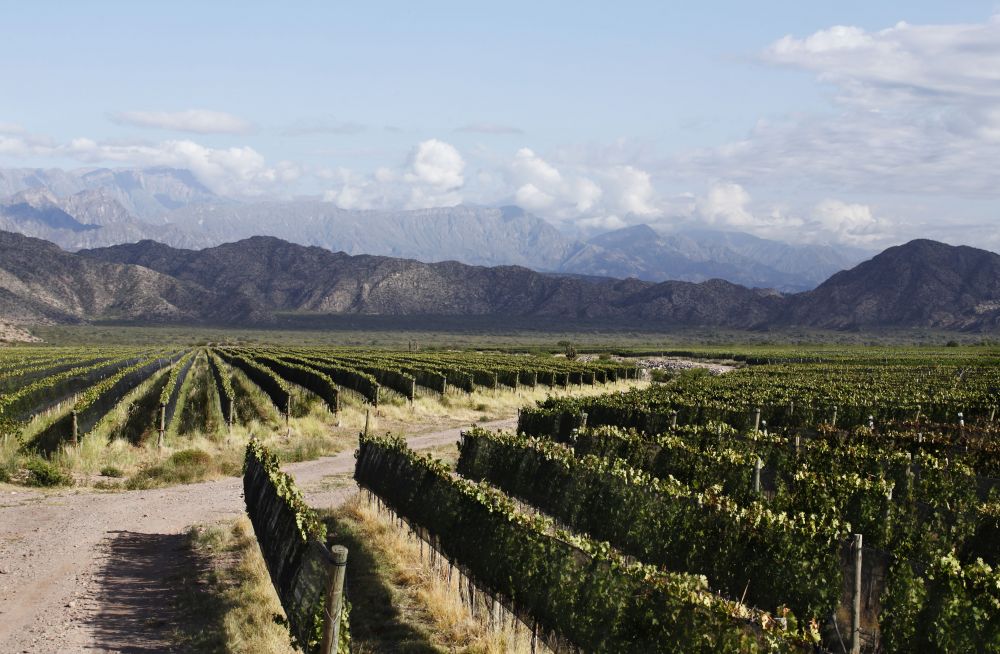 The wine sustainability protocol in Argentina incorporates Wine in Moderation 